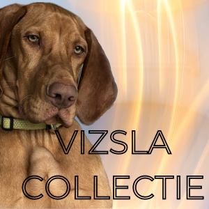 Vizsla