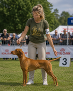 EEN HART OP VIER POTEN (Dames T-shirt)